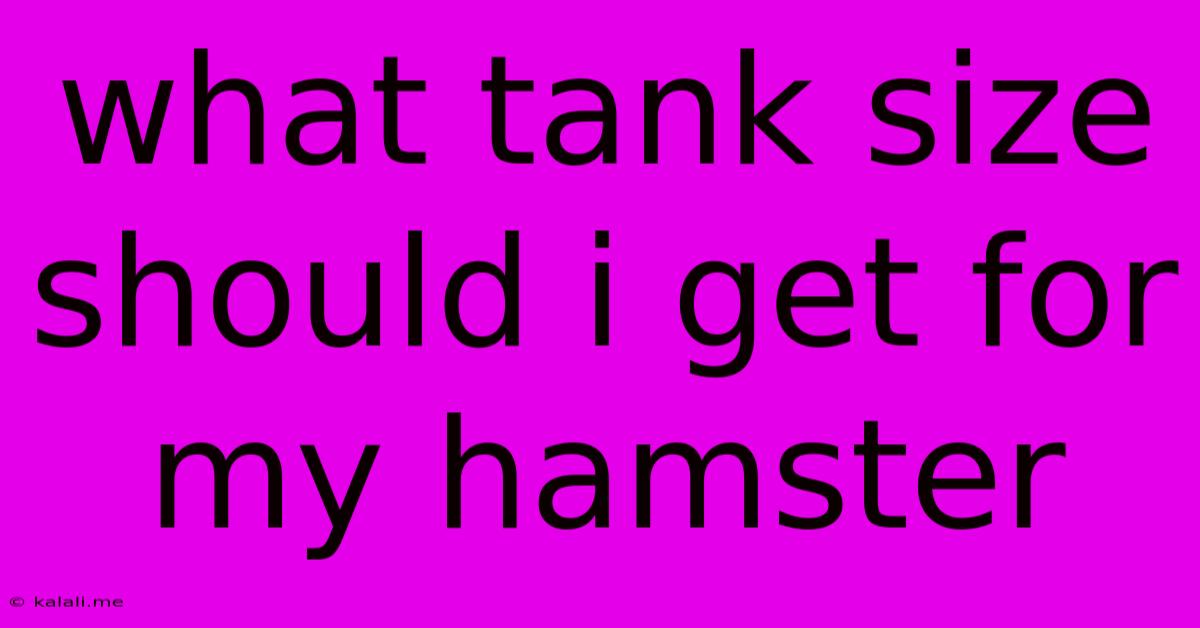 What Tank Size Should I Get For My Hamster
