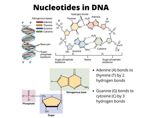 What Three Parts Make Up A Single Nucleotide