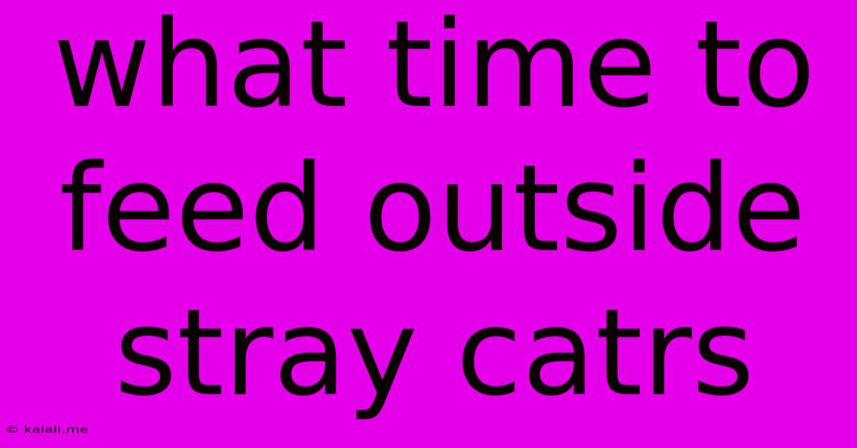 What Time To Feed Outside Stray Catrs