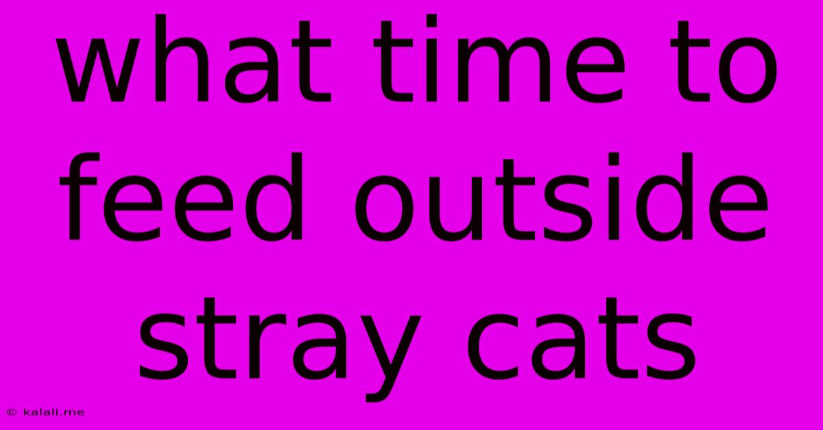 What Time To Feed Outside Stray Cats