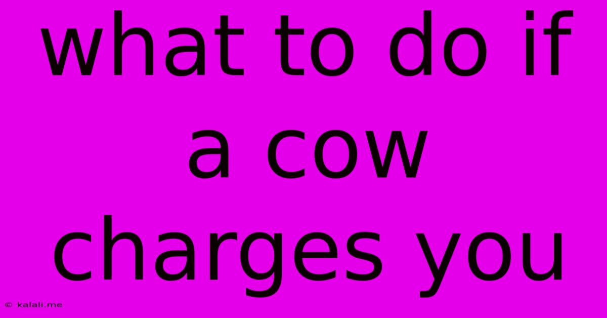 What To Do If A Cow Charges You