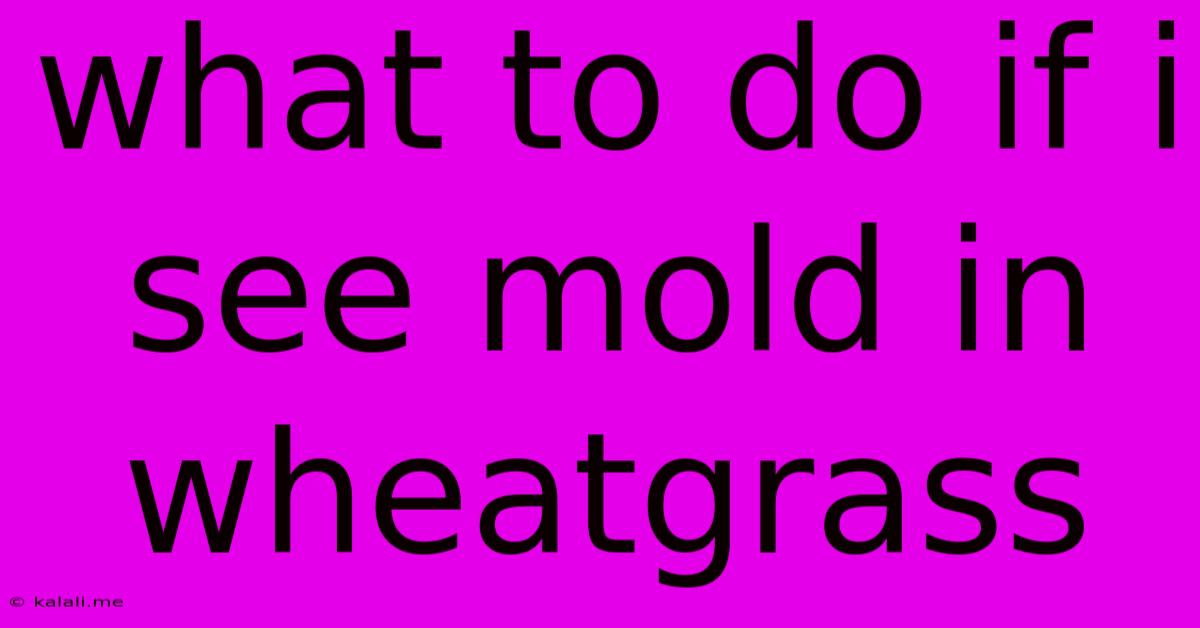 What To Do If I See Mold In Wheatgrass