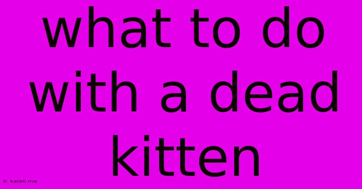 What To Do With A Dead Kitten