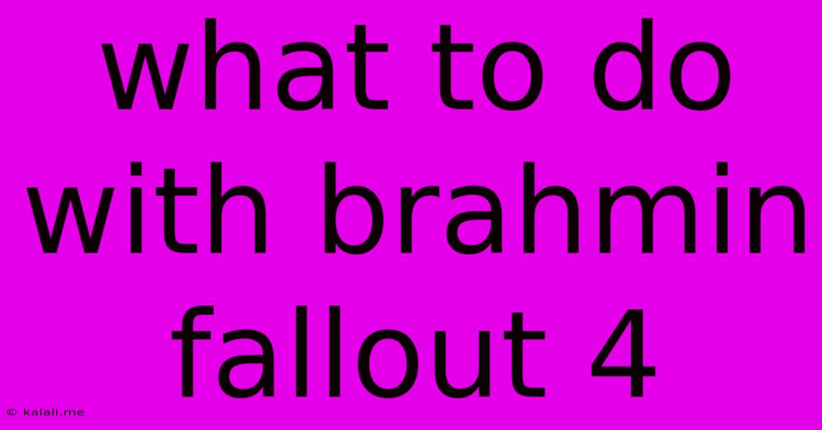What To Do With Brahmin Fallout 4