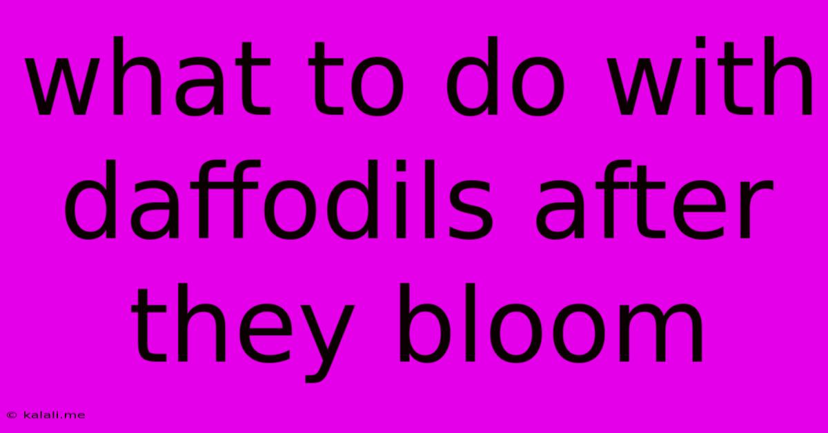 What To Do With Daffodils After They Bloom