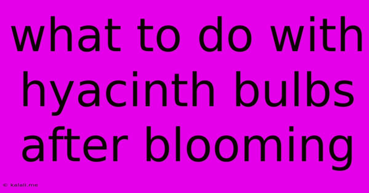 What To Do With Hyacinth Bulbs After Blooming