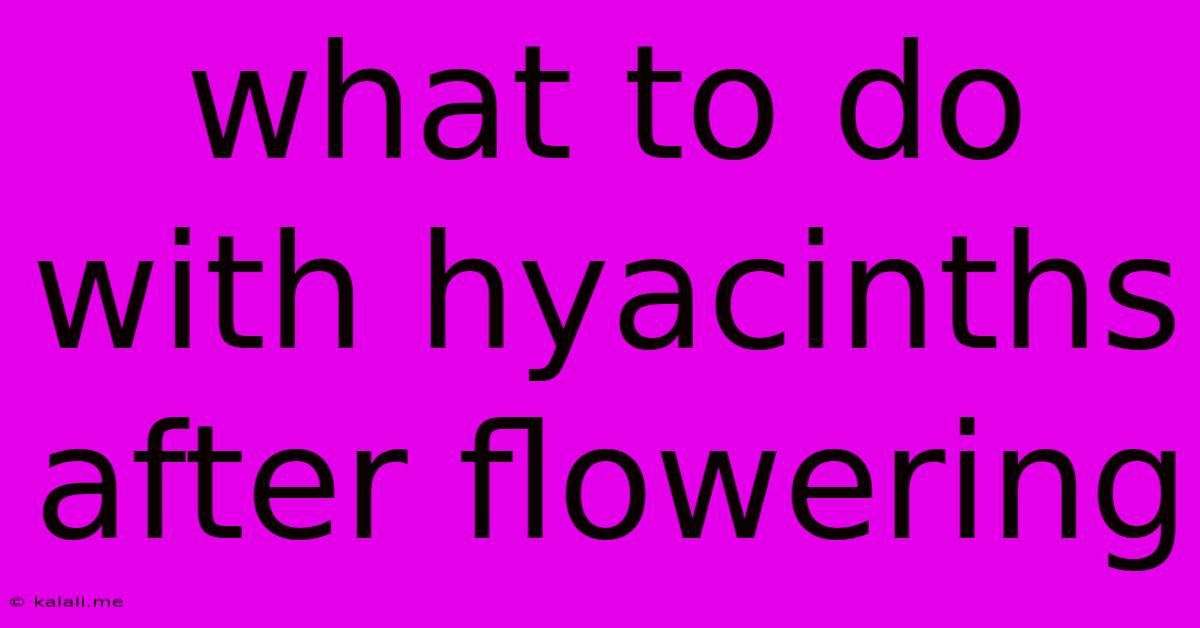 What To Do With Hyacinths After Flowering