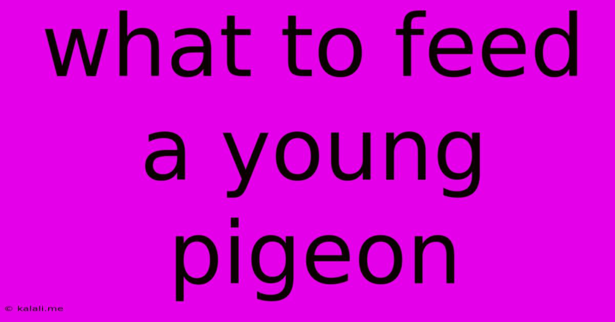 What To Feed A Young Pigeon