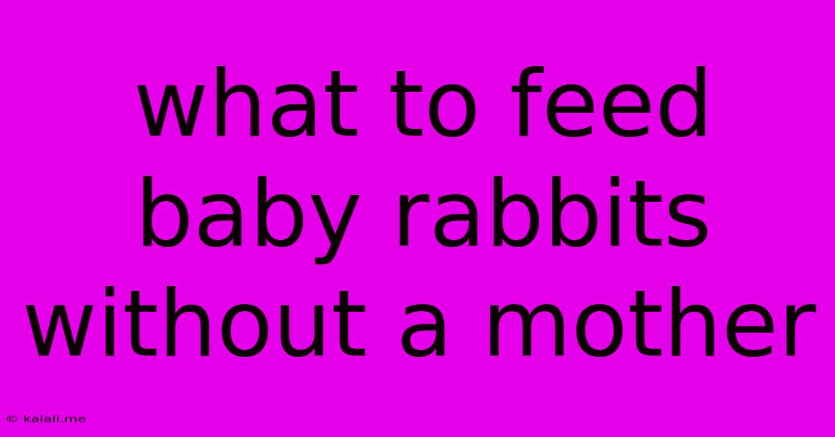 What To Feed Baby Rabbits Without A Mother