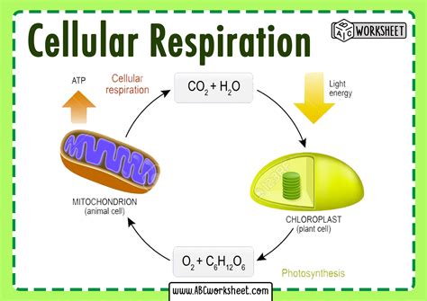 What Two Reactants Are Needed For Cellular Respiration