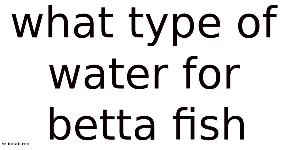 What Type Of Water For Betta Fish