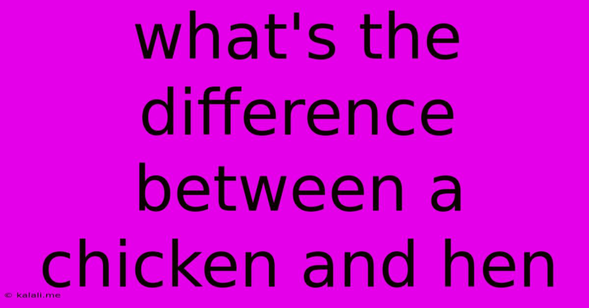 What's The Difference Between A Chicken And Hen