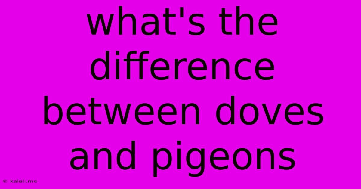 What's The Difference Between Doves And Pigeons