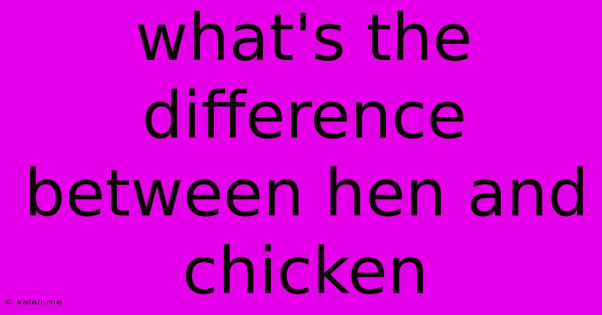 What's The Difference Between Hen And Chicken