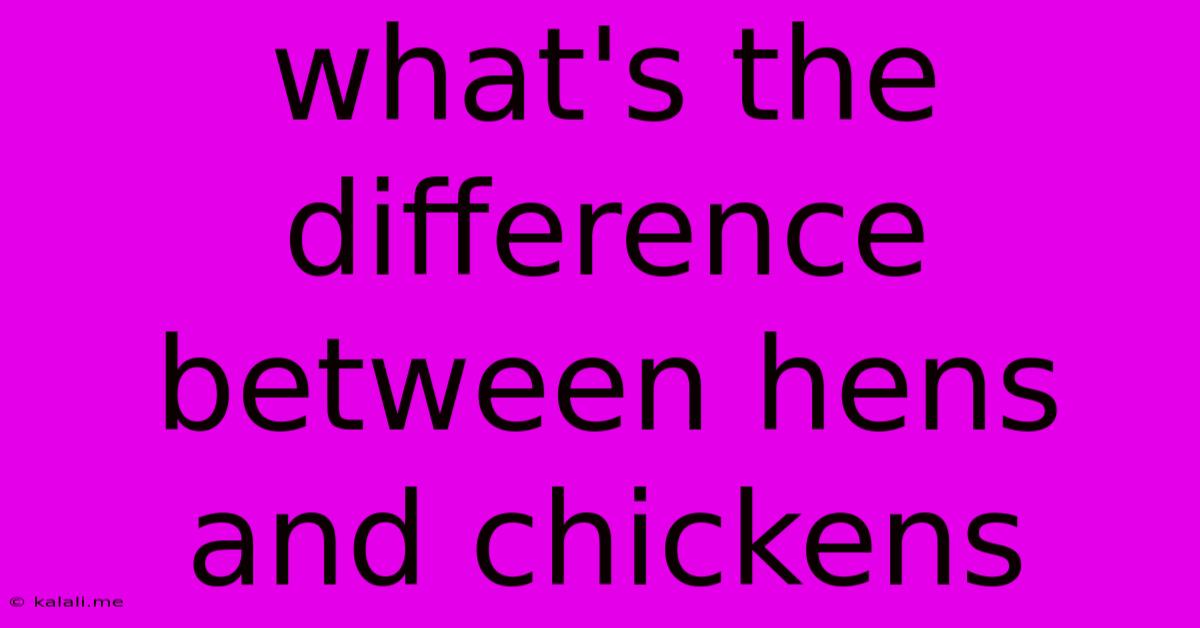 What's The Difference Between Hens And Chickens