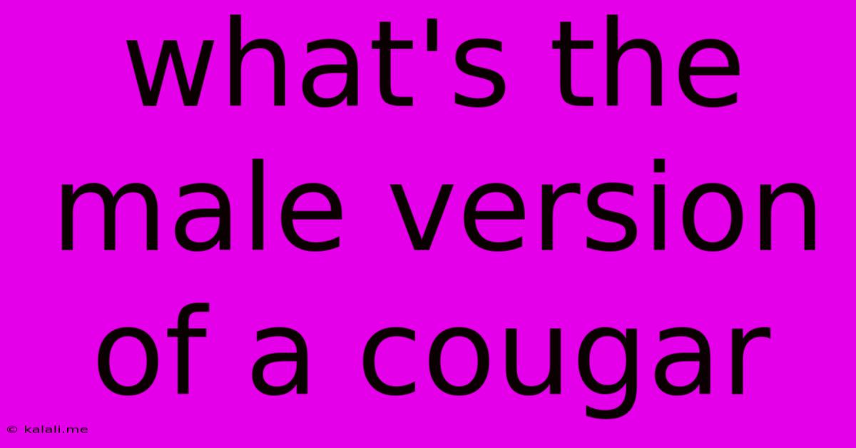 What's The Male Version Of A Cougar