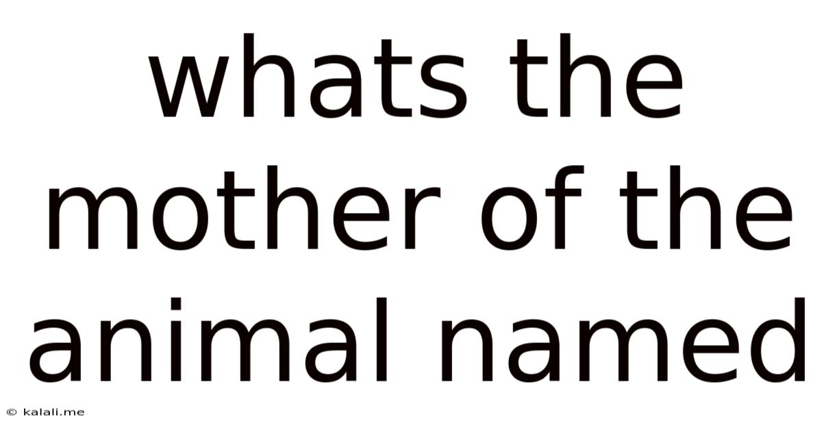 Whats The Mother Of The Animal Named
