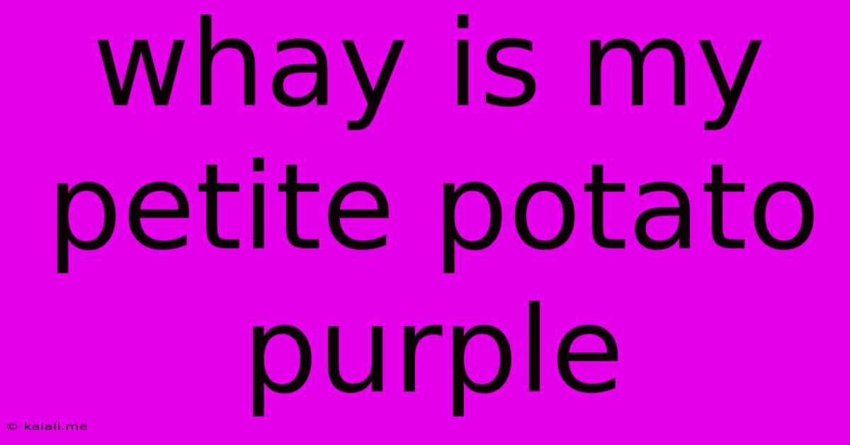 Whay Is My Petite Potato Purple