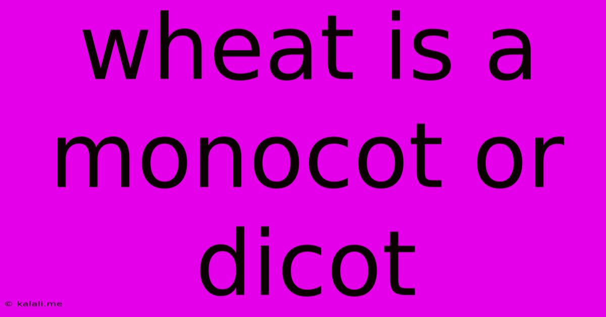 Wheat Is A Monocot Or Dicot