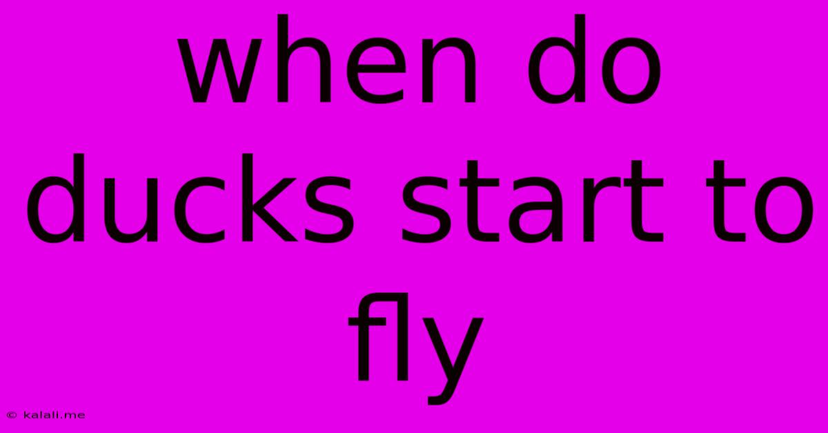 When Do Ducks Start To Fly