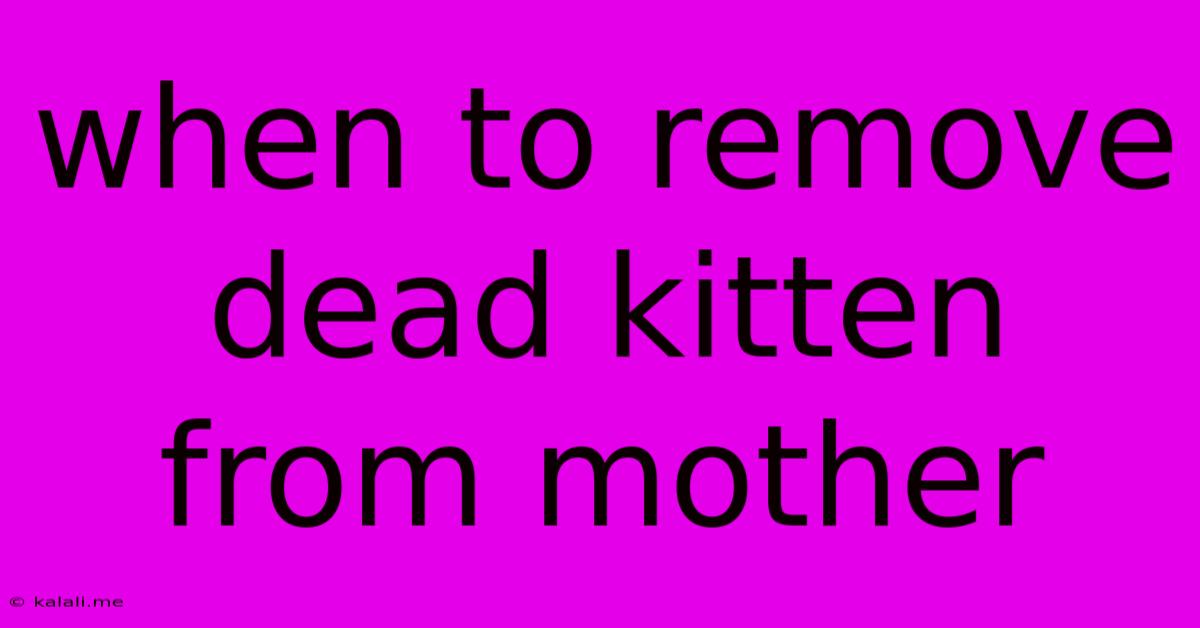 When To Remove Dead Kitten From Mother