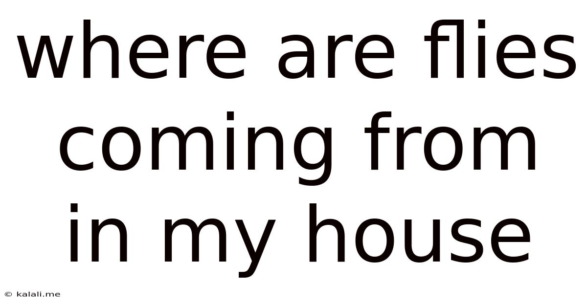 Where Are Flies Coming From In My House