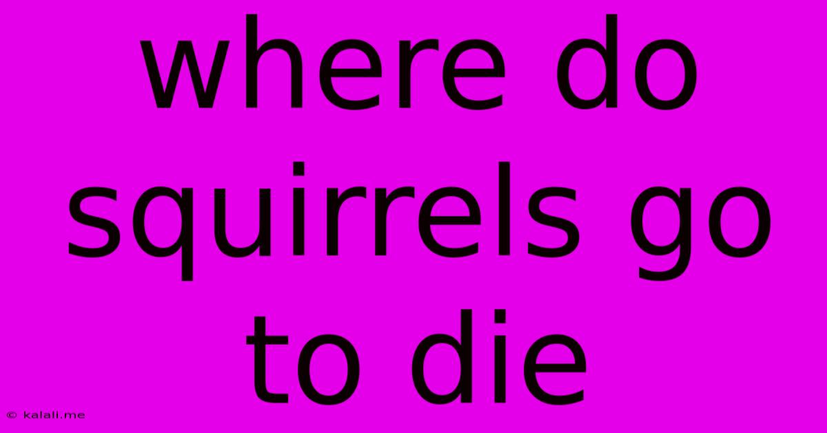 Where Do Squirrels Go To Die