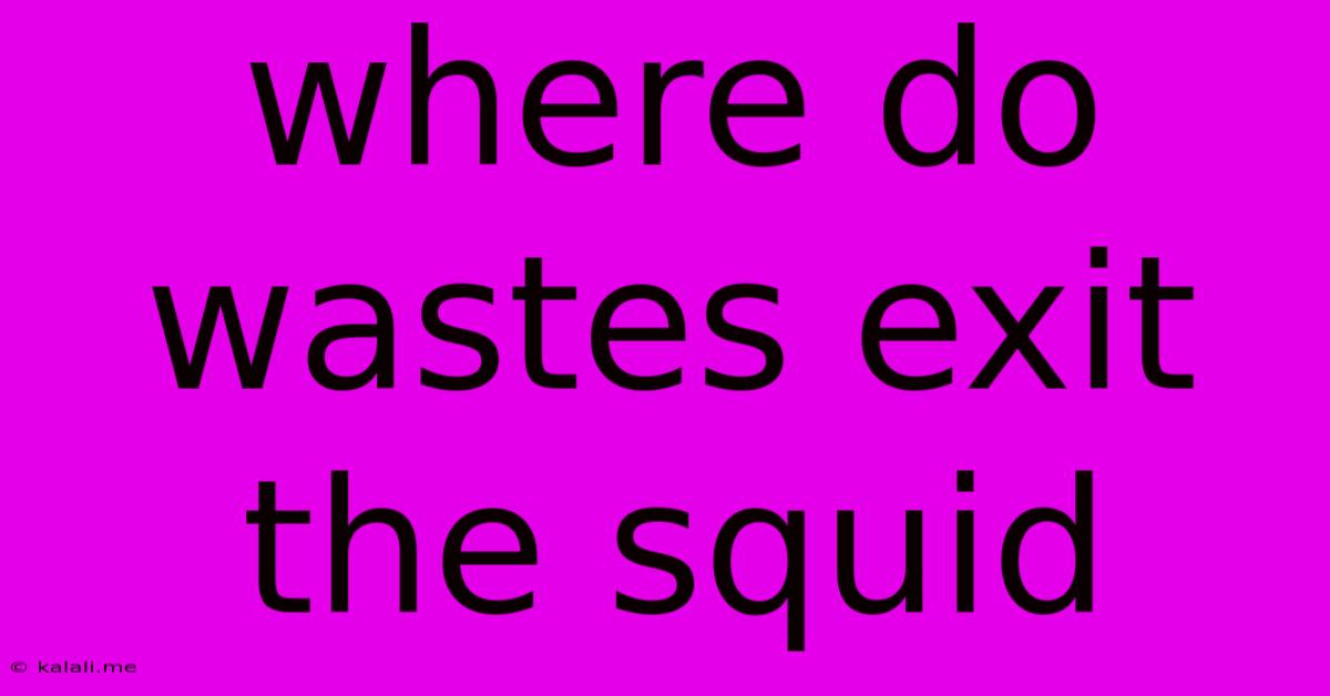 Where Do Wastes Exit The Squid