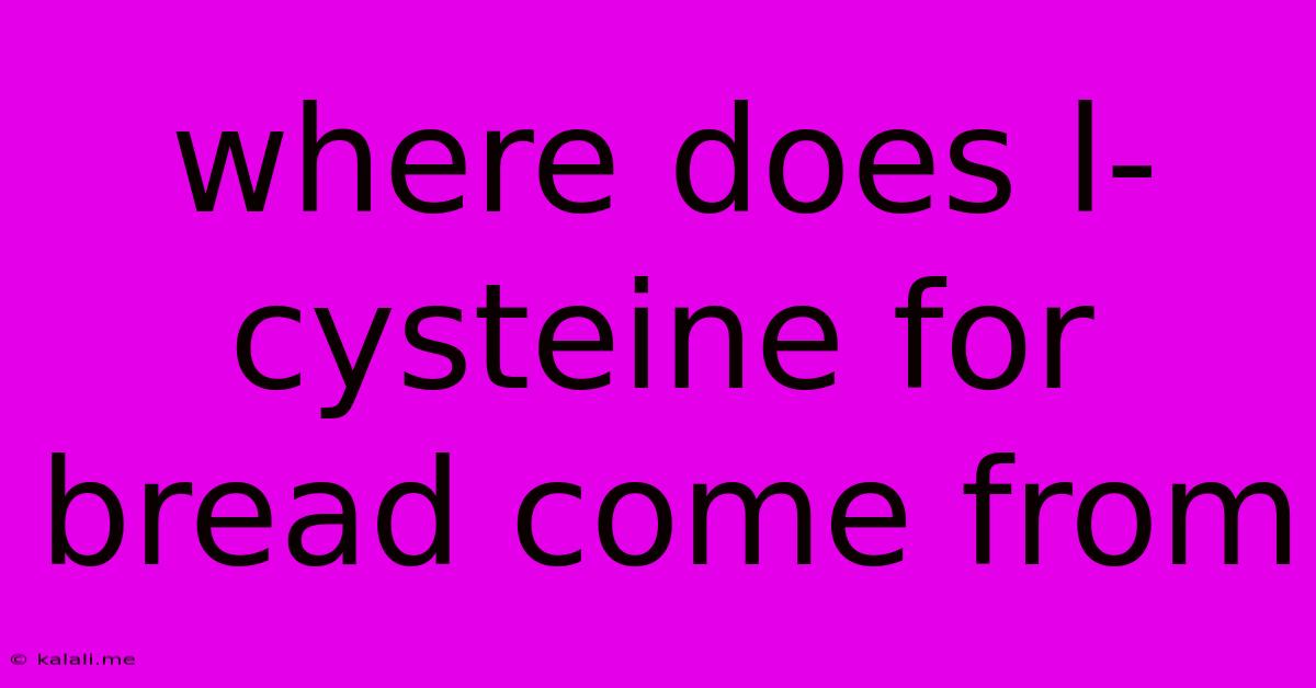 Where Does L-cysteine For Bread Come From