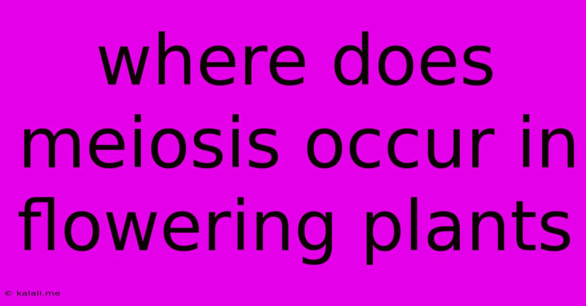 Where Does Meiosis Occur In Flowering Plants