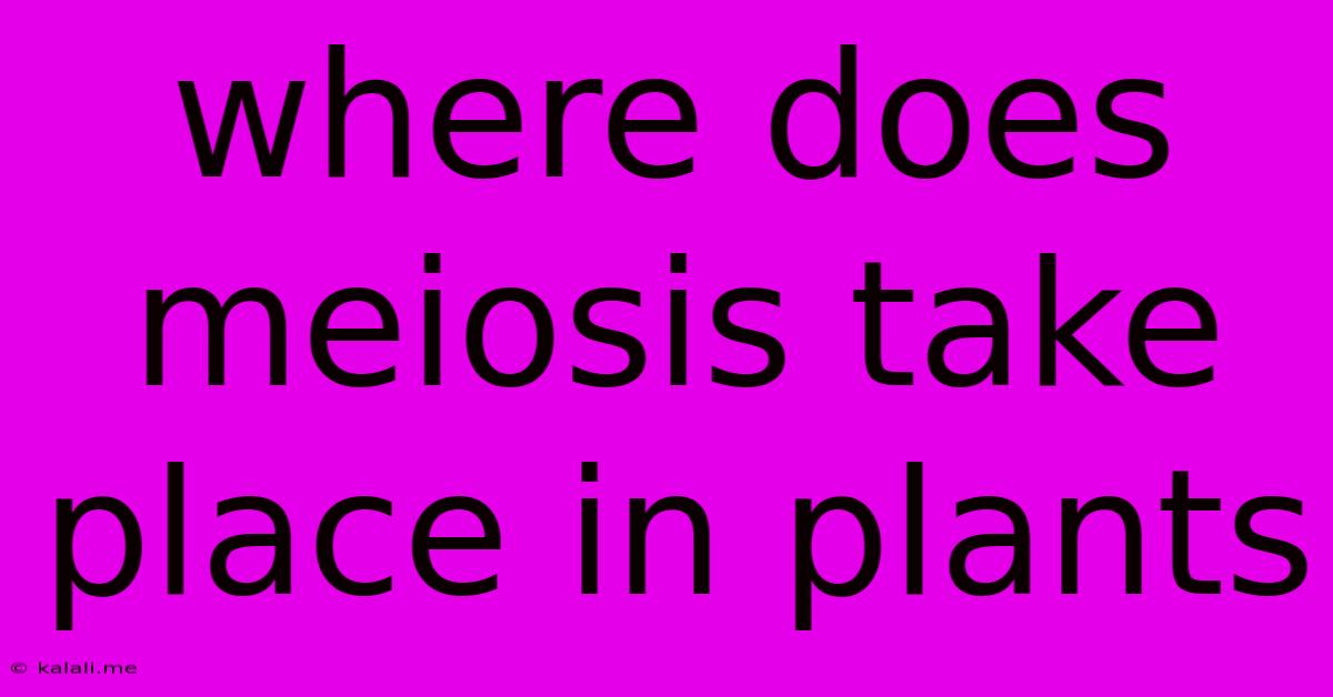 Where Does Meiosis Take Place In Plants