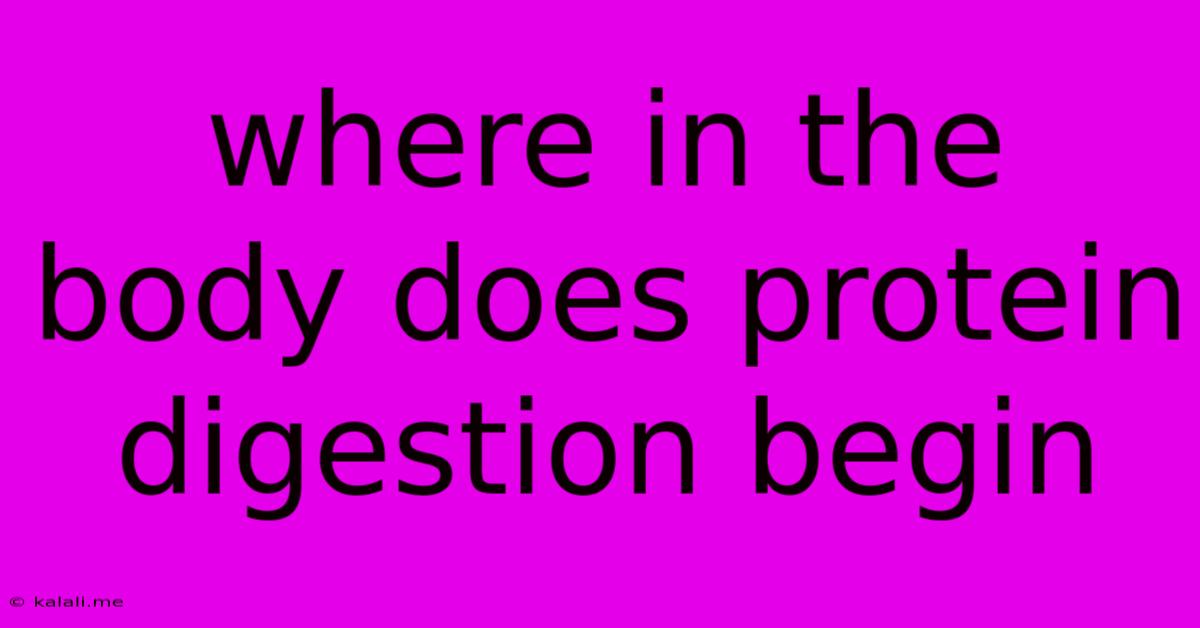 Where In The Body Does Protein Digestion Begin