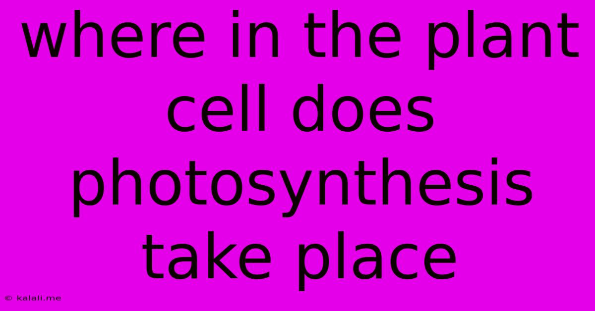 Where In The Plant Cell Does Photosynthesis Take Place
