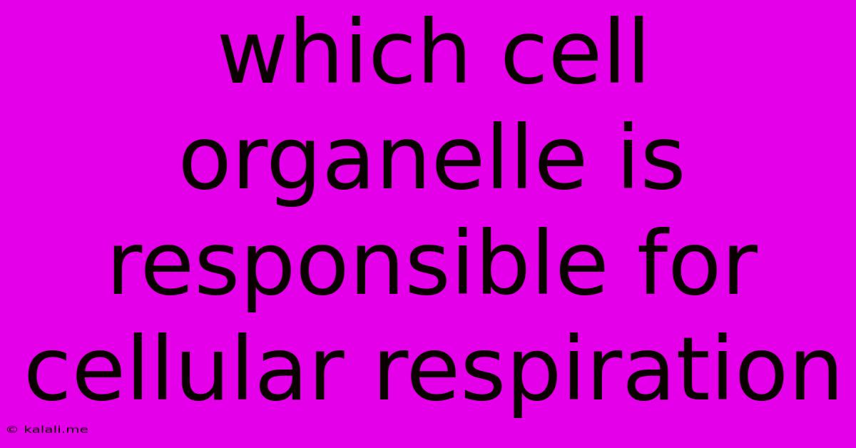 Which Cell Organelle Is Responsible For Cellular Respiration