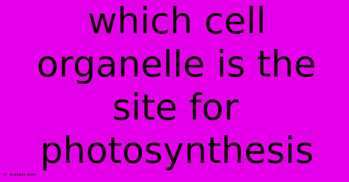 Which Cell Organelle Is The Site For Photosynthesis