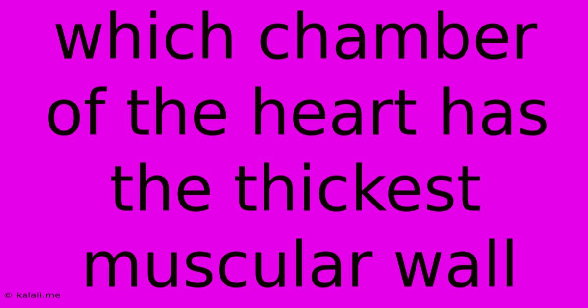 Which Chamber Of The Heart Has The Thickest Muscular Wall