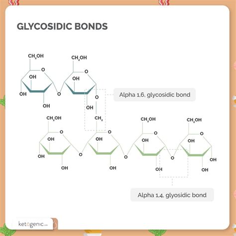 Which Complex Carbohydrate Contains Only A 1 4 Glycosidic Linkages