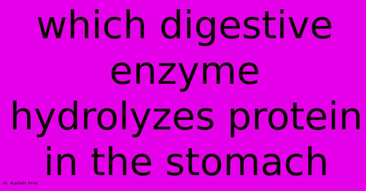 Which Digestive Enzyme Hydrolyzes Protein In The Stomach