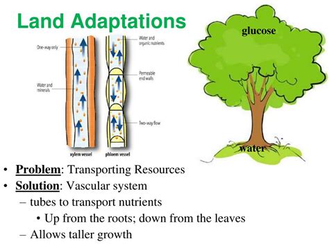 Which Evolutionary Adaptations Helped Plants Succeed And Spread On Land