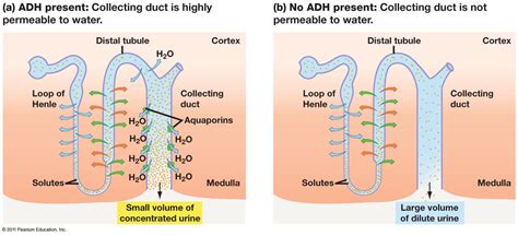 Which Hormone Aids In Water Resorption