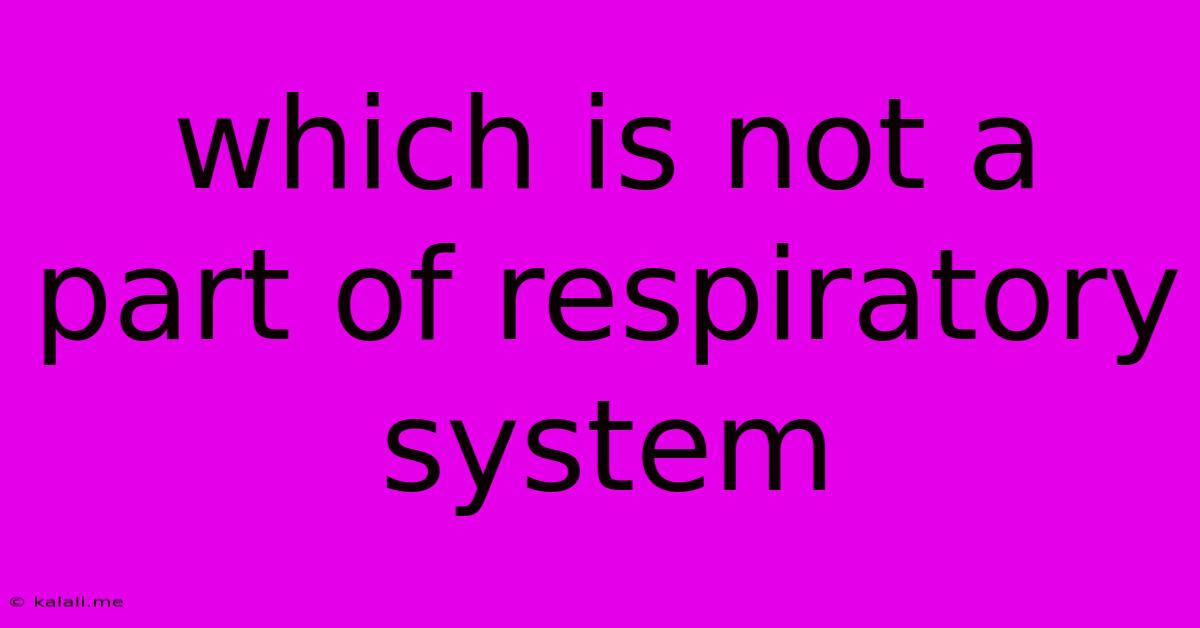 Which Is Not A Part Of Respiratory System