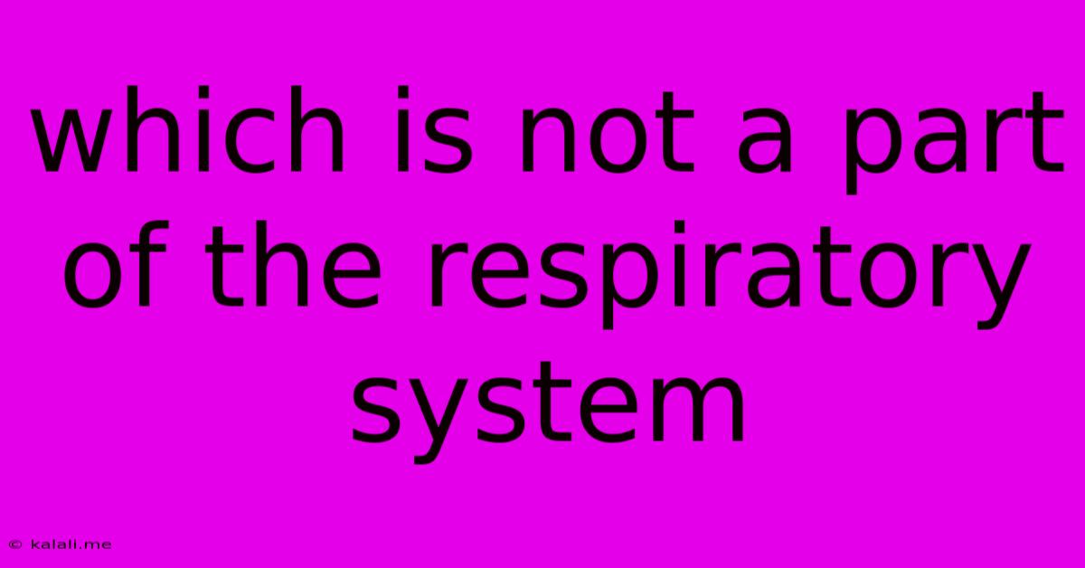 Which Is Not A Part Of The Respiratory System