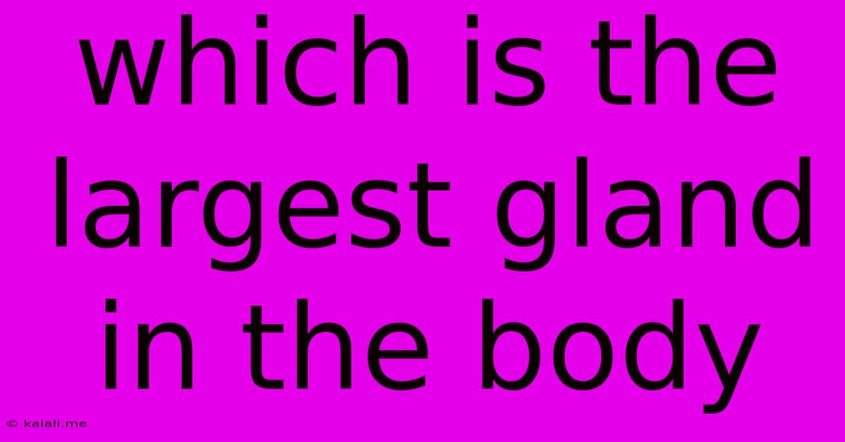 Which Is The Largest Gland In The Body