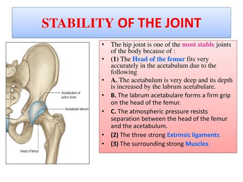 Which Joint Is More Stable The Hip Or The Knee