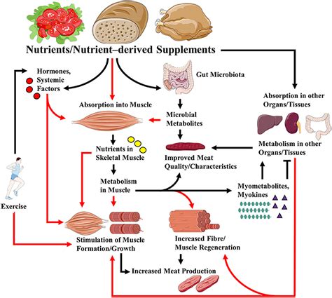 Which Nutrient Is Needed For Tissue Growth And Repair