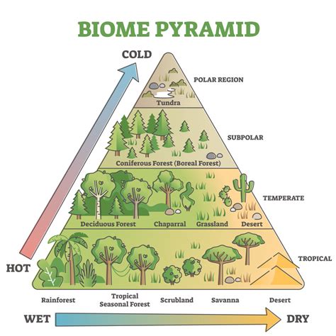 Which Of The Following Biomes Are Considered Temperate Biomes