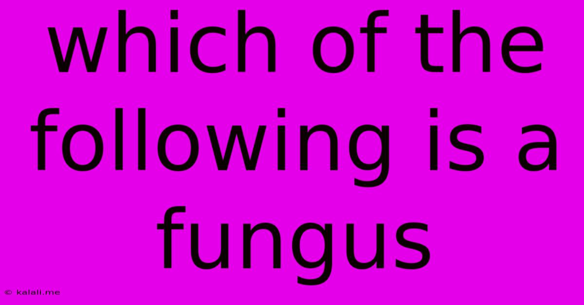 Which Of The Following Is A Fungus