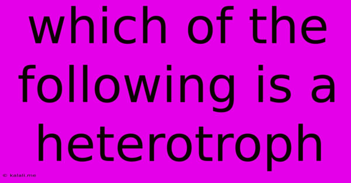 Which Of The Following Is A Heterotroph