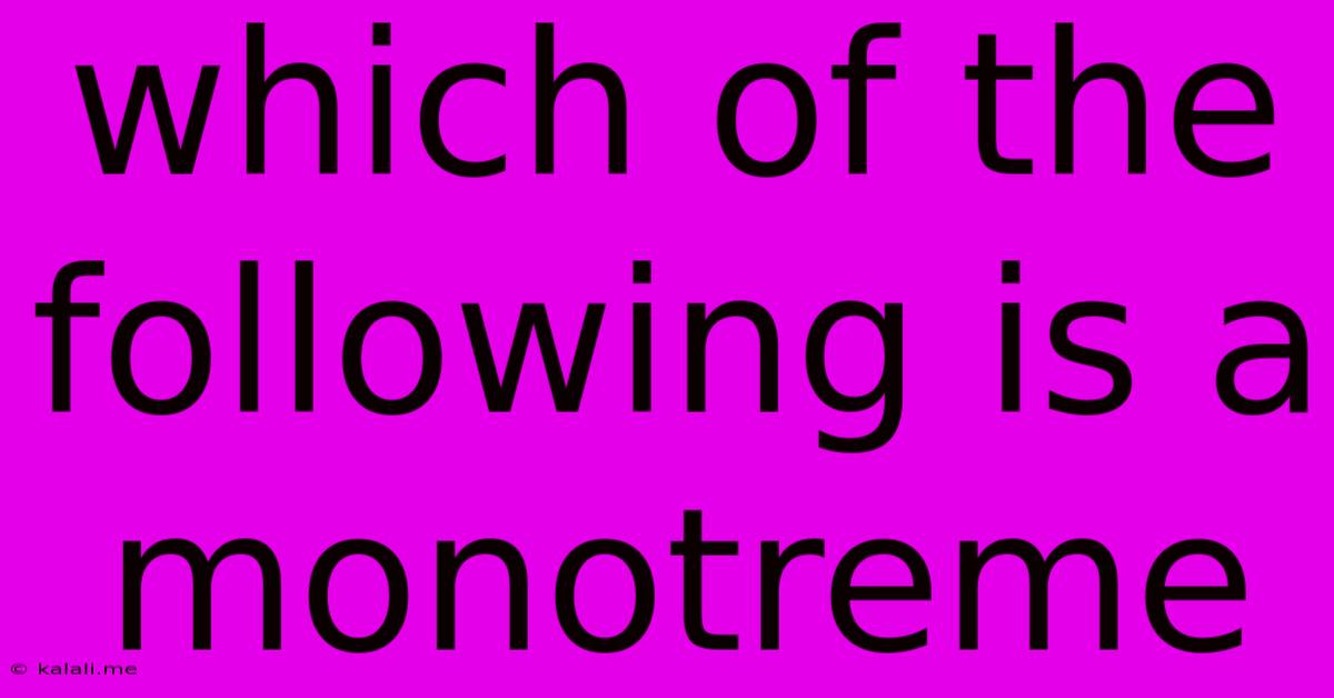 Which Of The Following Is A Monotreme