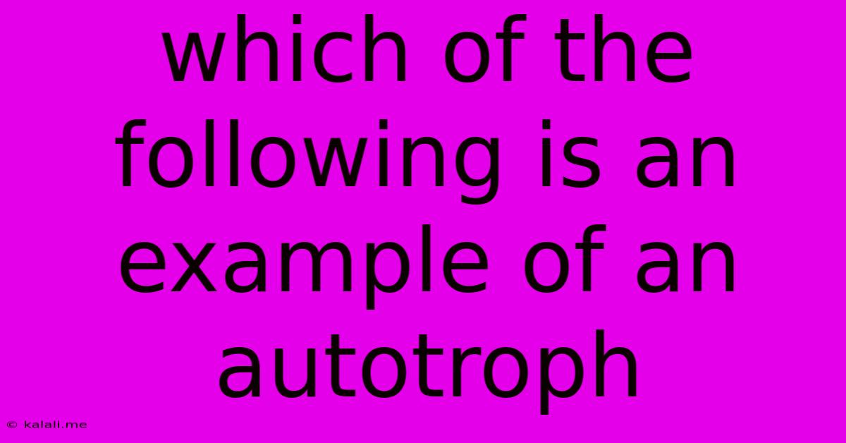 Which Of The Following Is An Example Of An Autotroph